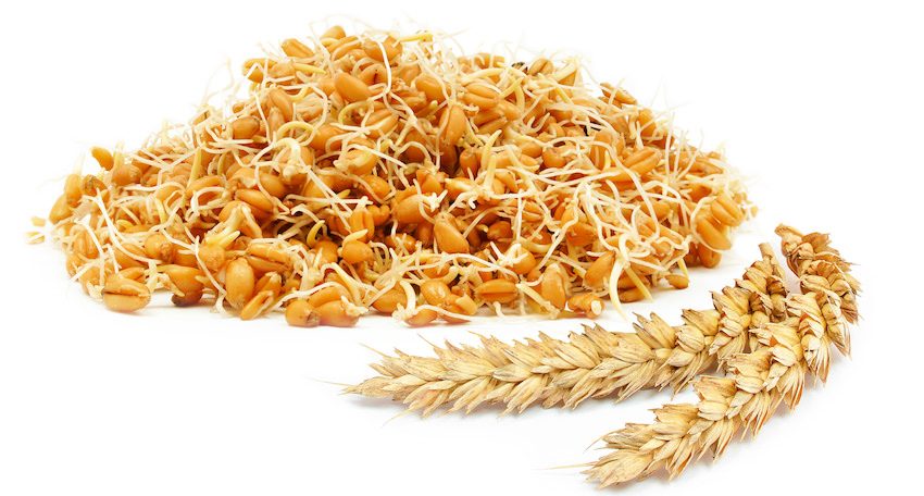 germen de trigo